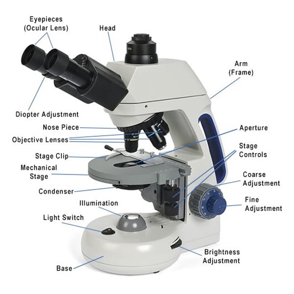 Labeled Parts of a Compound Microscope