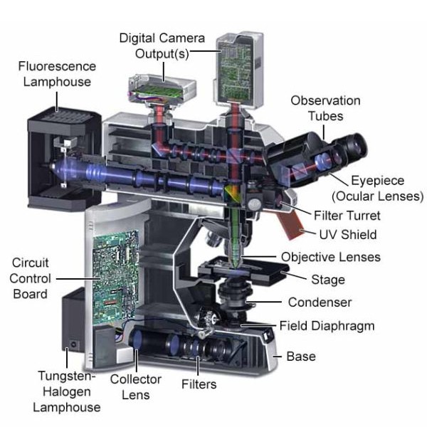 Parts of a fluorescence microscope